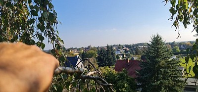 Birke ( Betula )
