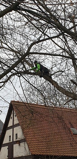 Lichtraumschnitt an einem Walnussbaum ohne Dachschaden