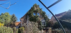 Hausfassade mit wildem Wein und Efeu vorm Entfernen