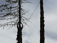 Abgestorbene Fichte